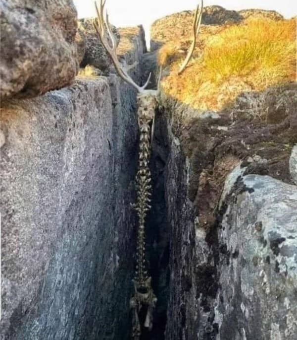 Deer skeleton with antlers wedged vertically inside a narrow rock crevice in the wild.