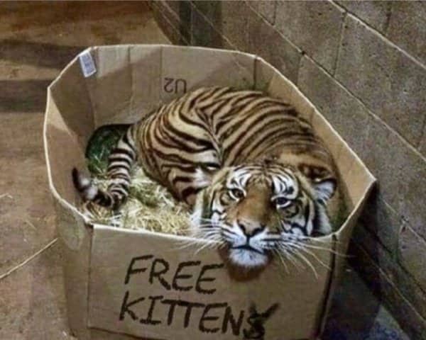 Large tiger curled up inside a cardboard box labeled free kittens with the final letter scribbled.