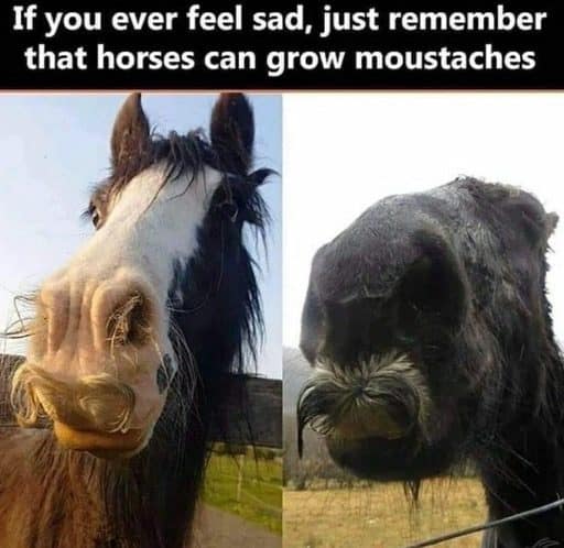 Two horses with thick whiskery upper lips that look exactly like old-timey moustaches