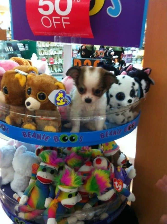 Meme dump closer: a tiny puppy sitting perfectly still among Beanie Boos stuffed animals