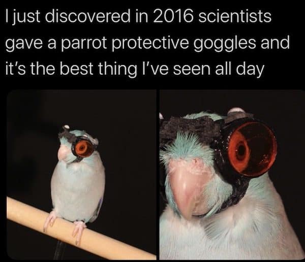Small blue parrot wearing tiny protective goggles from a 2016 science study, looking serious