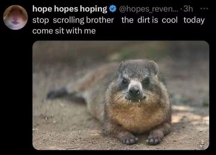 Rock hyrax lying in the dirt in this meme dump, telling you to stop scrolling and come sit.
