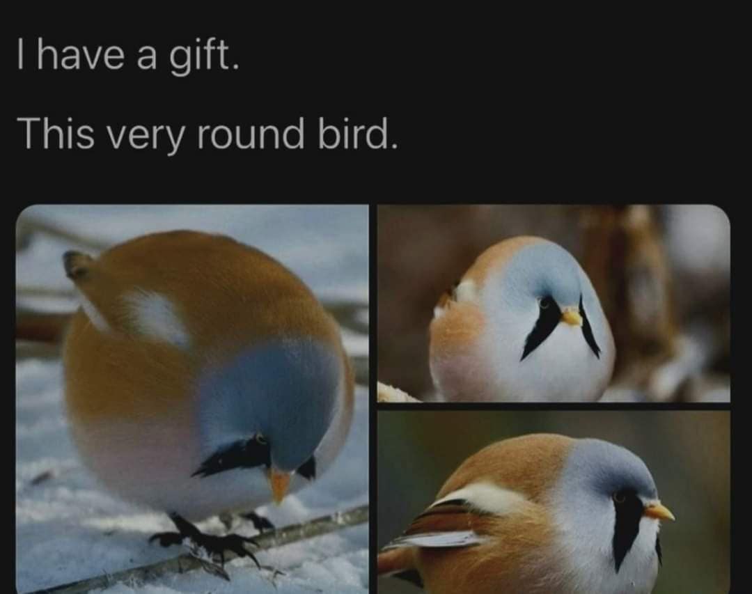 Three photos of a perfectly round bird in a meme dump favorite captioned I have a gift.