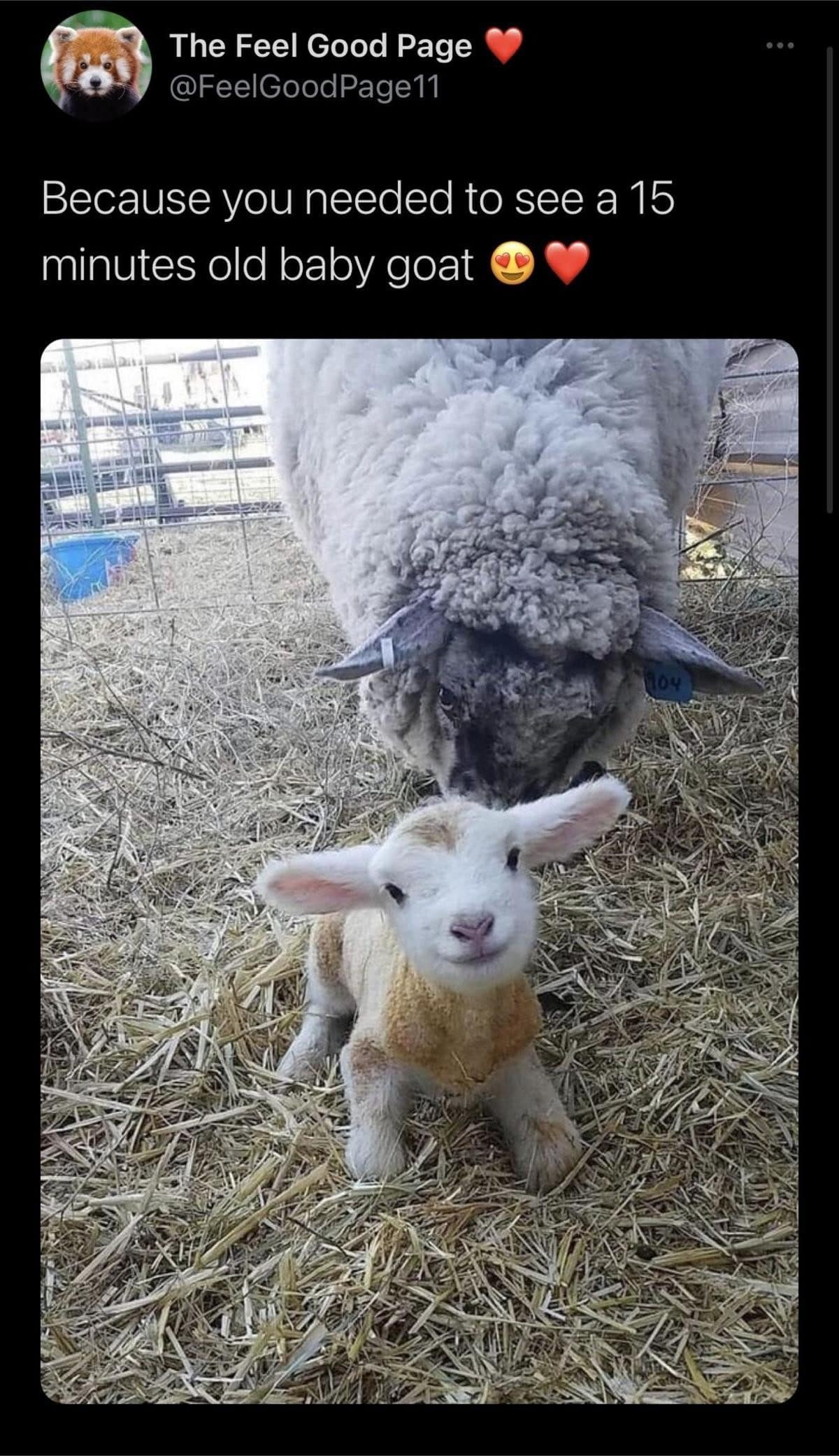 Newborn lamb smiling in the straw beside its mother, shared online as a baby goat.