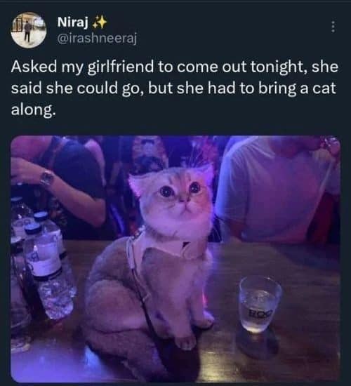Fluffy cat sitting on a bar counter after a girlfriend insisted on bringing one along.