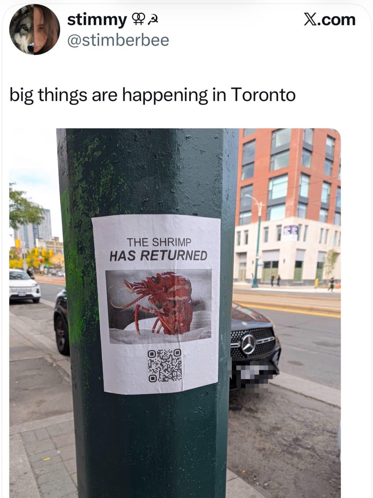 Toronto lamppost poster announcing the shrimp has returned, a strange meme dump discovery.