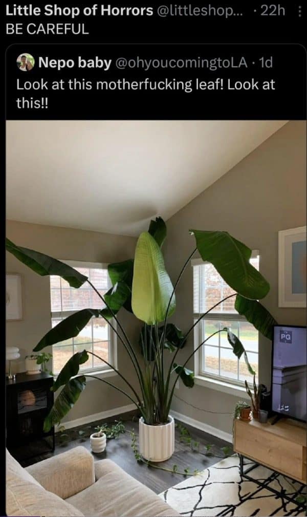 A meme dump post of a towering bird of paradise plant filling a living room.