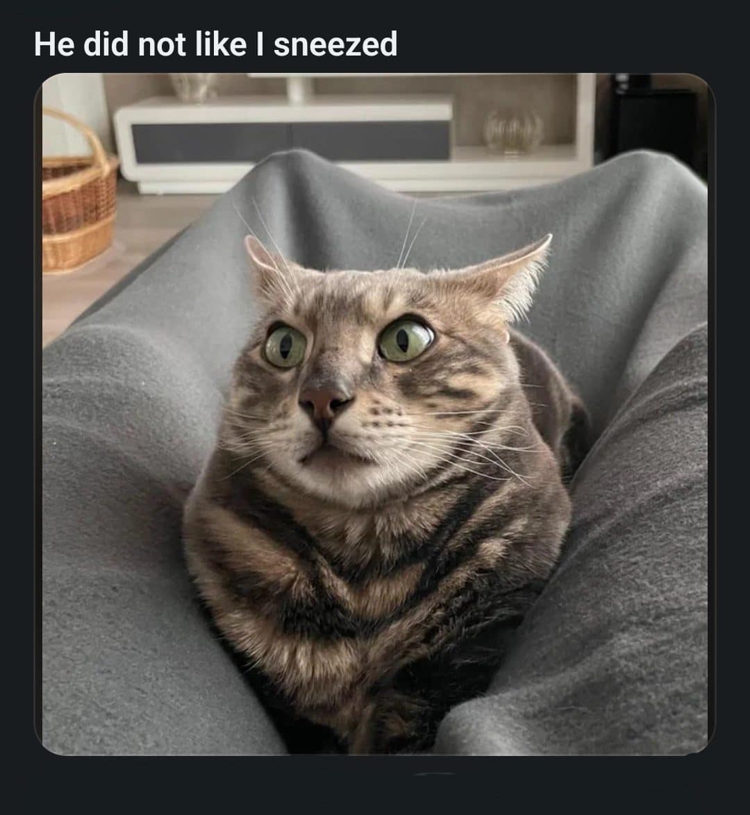 Wide-eyed tabby cat frozen on a gray blanket after hearing its owner sneeze