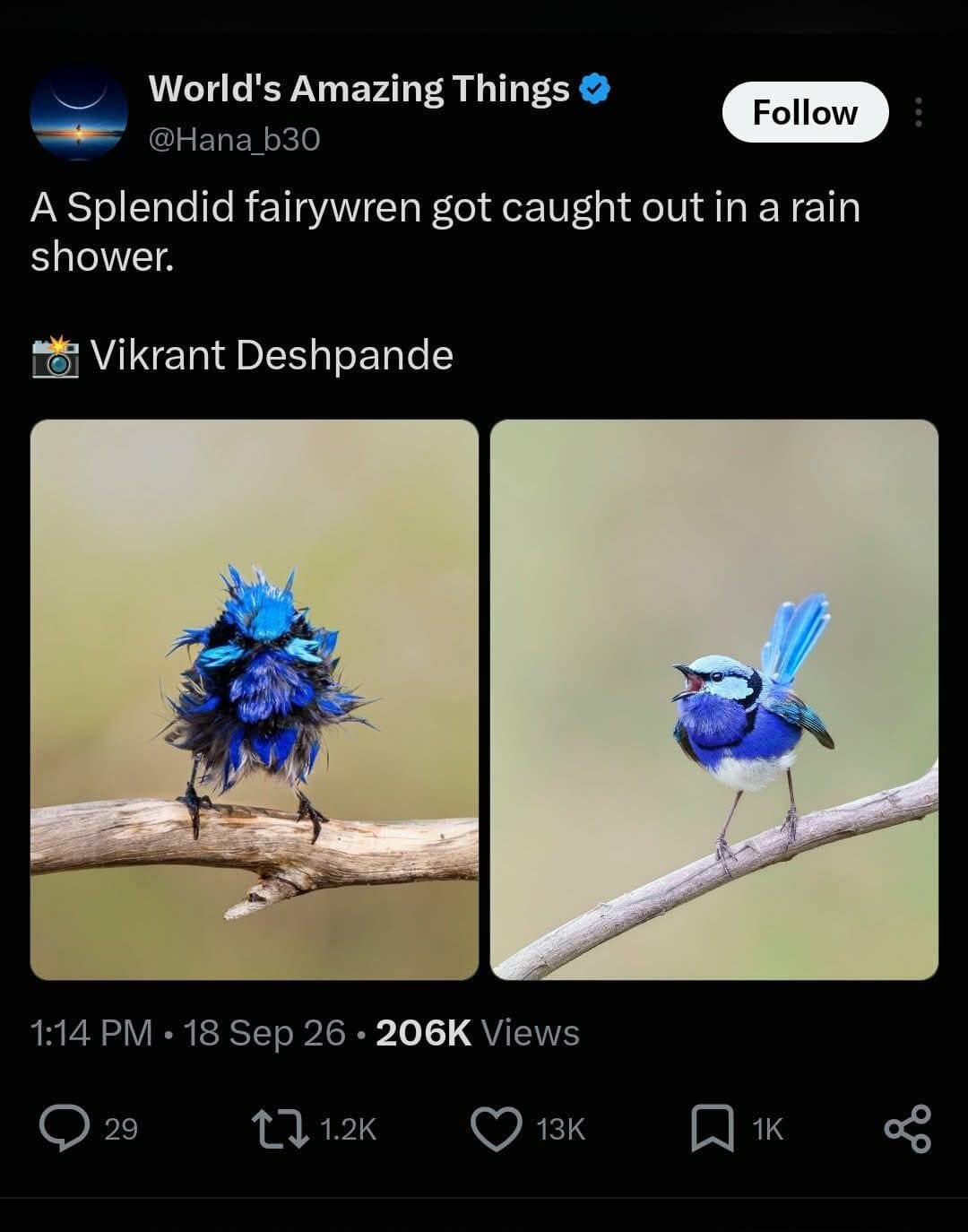 Tweet showing a soaked splendid fairywren next to the same bird dry and fluffy