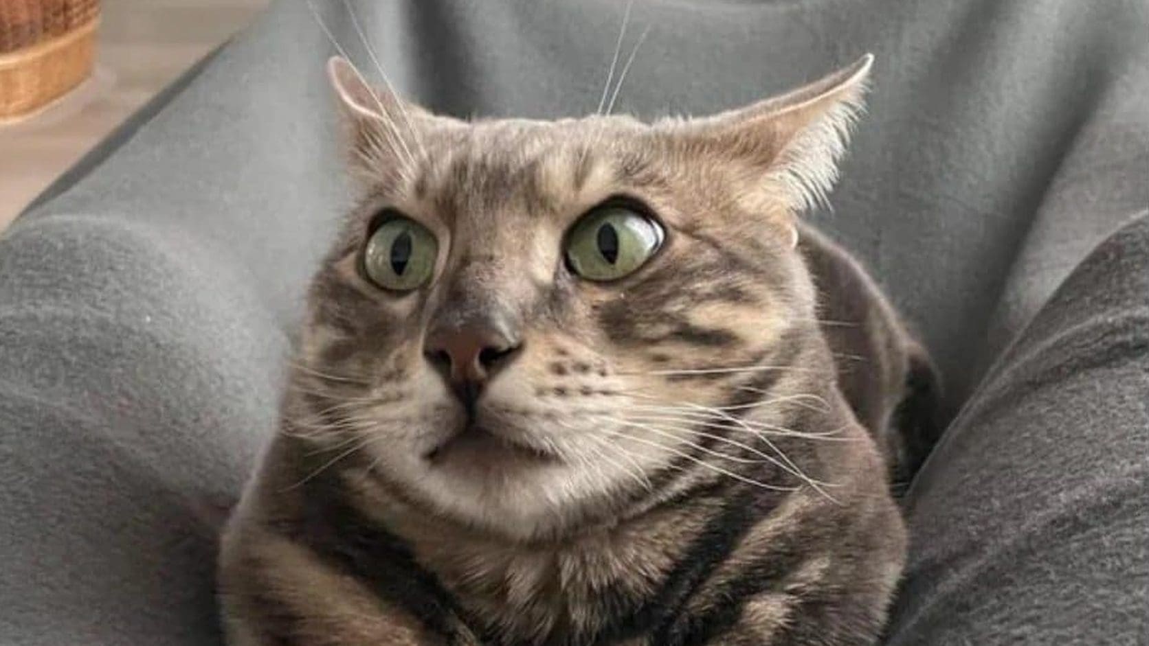 Wide-eyed tabby cat frozen in shock on a gray blanket, the startled face leading today's meme dump of lunchtime memes.
