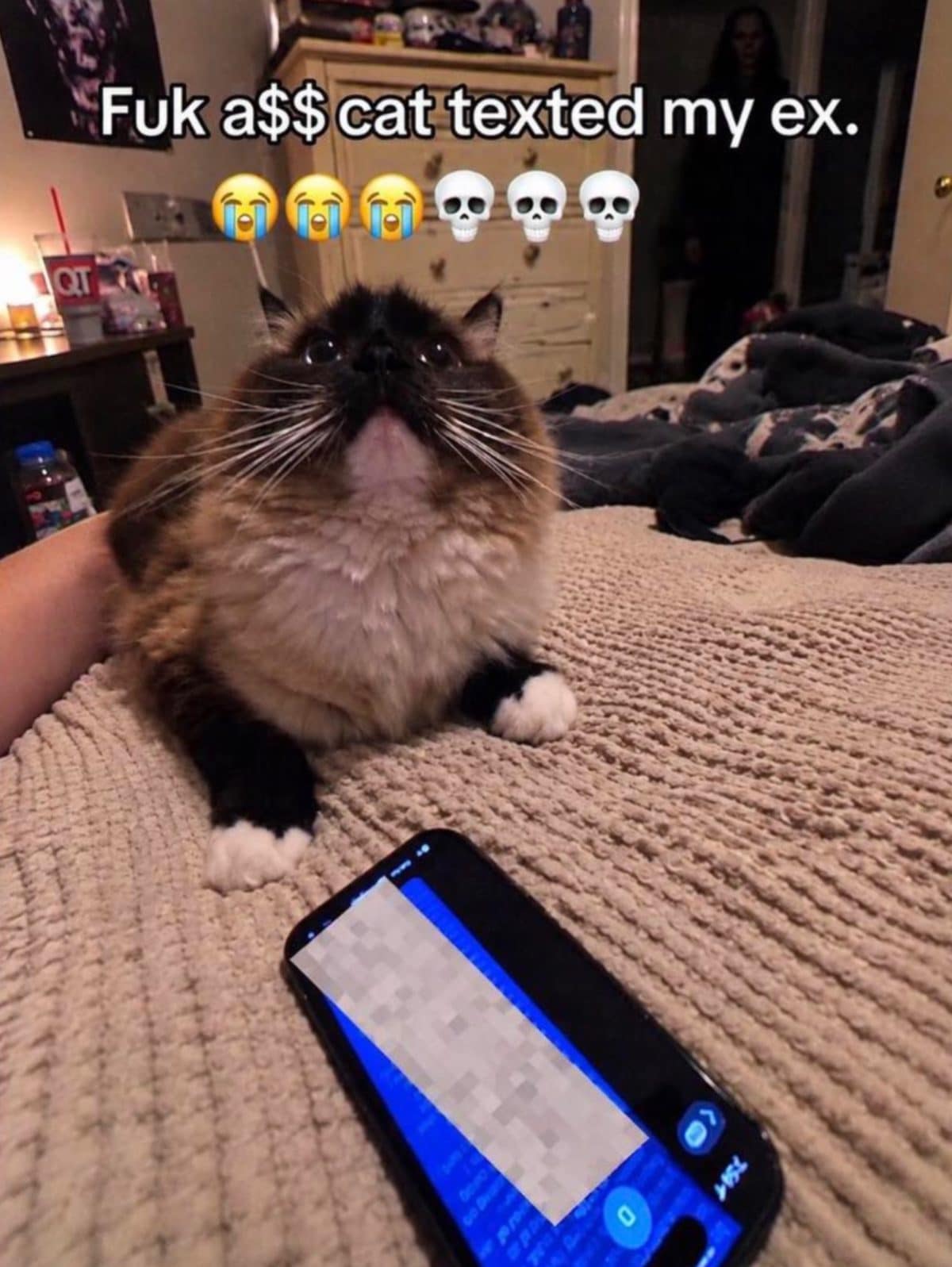 Fluffy cat on a bed beside a phone, blamed for texting its owner's ex.