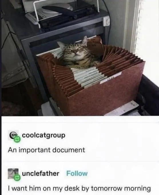 Tabby cat napping inside an accordion file folder, labeled an important document by commenters.