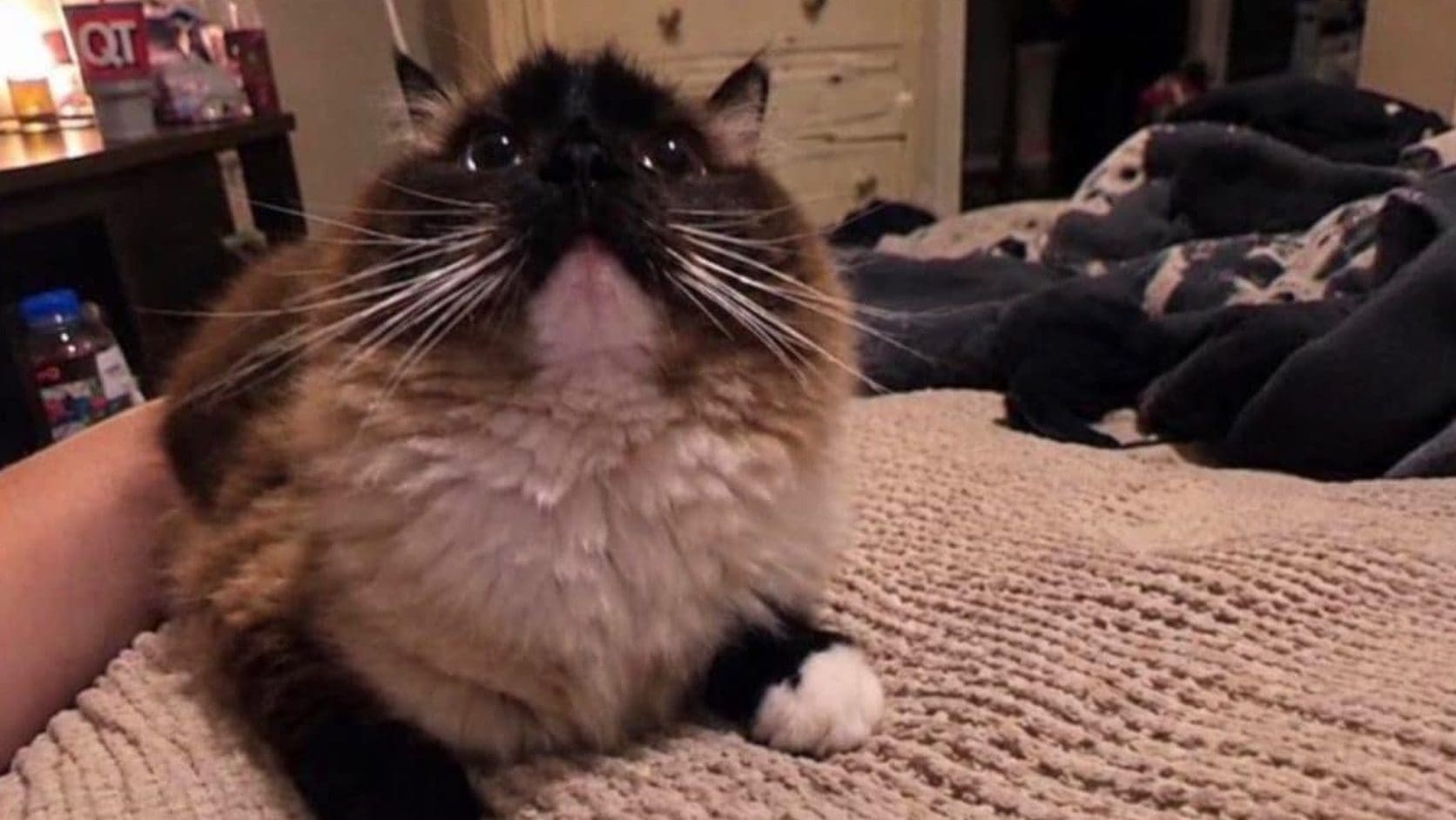 Fluffy cat sitting on a bed and staring up beside a phone, the opening shot of this Thursday meme dump.