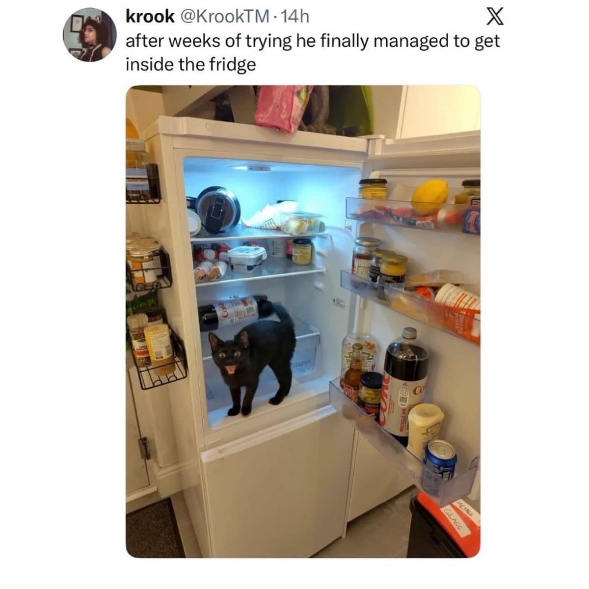 Tweet in a meme dump showing a black cat sitting inside an open fridge after weeks of trying