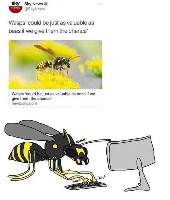 News tweet saying wasps could be as valuable as bees, under a cartoon wasp angrily typing