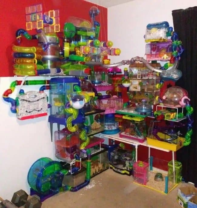 Entire bedroom corner filled with a giant multicolor hamster cage maze, peak meme dump energy