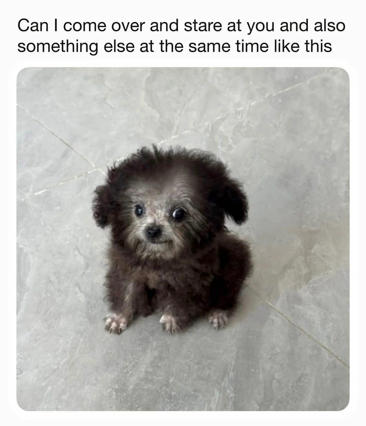 Fluffy black puppy staring with each eye pointed a different way in a meme dump favorite