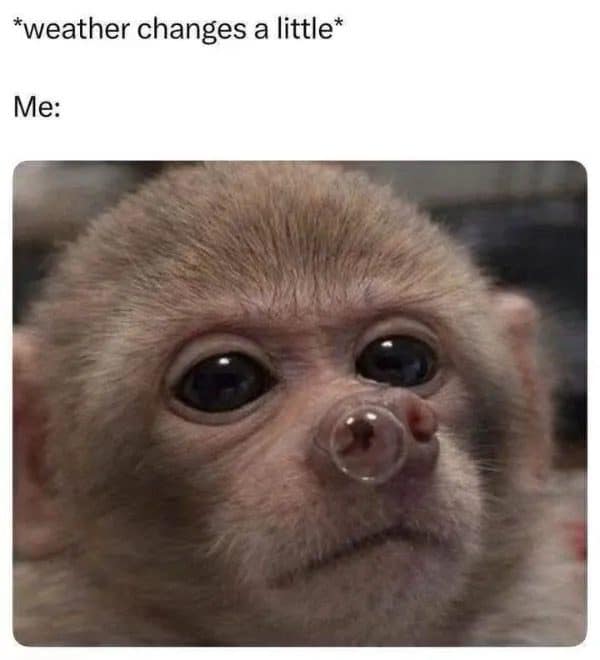 Baby monkey blowing a snot bubble, the meme dump mood when the weather changes slightly