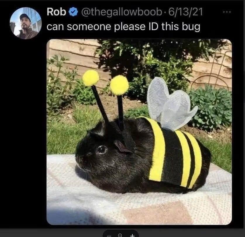 Black guinea pig in a bee costume with antennae and wings, posted for a meme dump bug ID