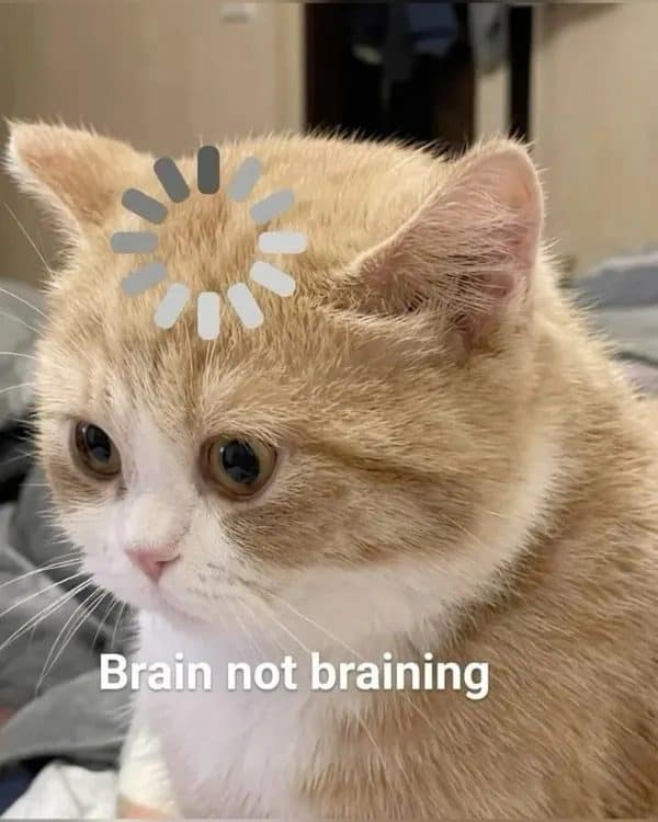 Orange kitten with a loading icon on its head in this meme dump, brain not braining