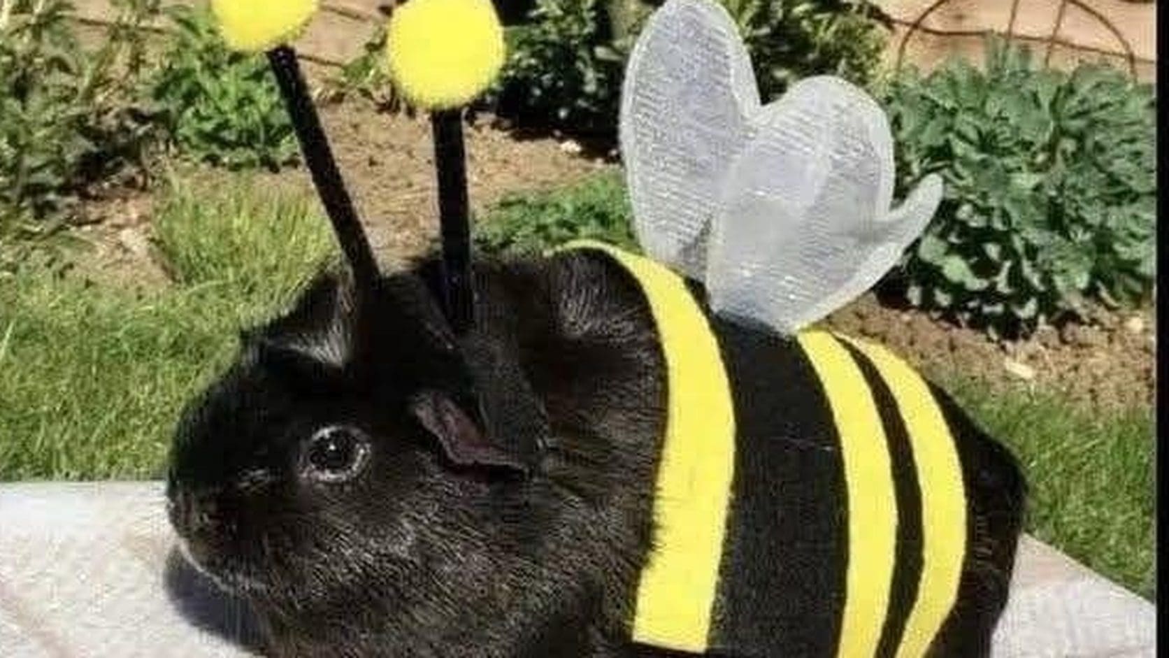 Black guinea pig wearing a striped bee costume with yellow antennae and wings on a garden blanket, the Saturday meme dump lead image