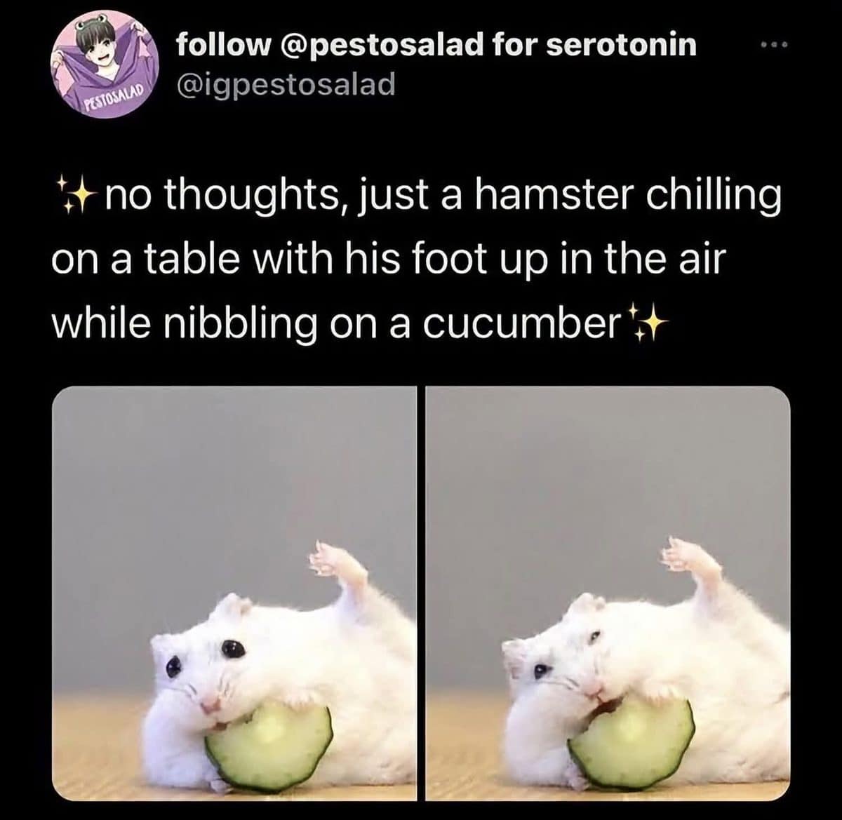 White hamster lying back on a table with one foot up, nibbling a cucumber slice
