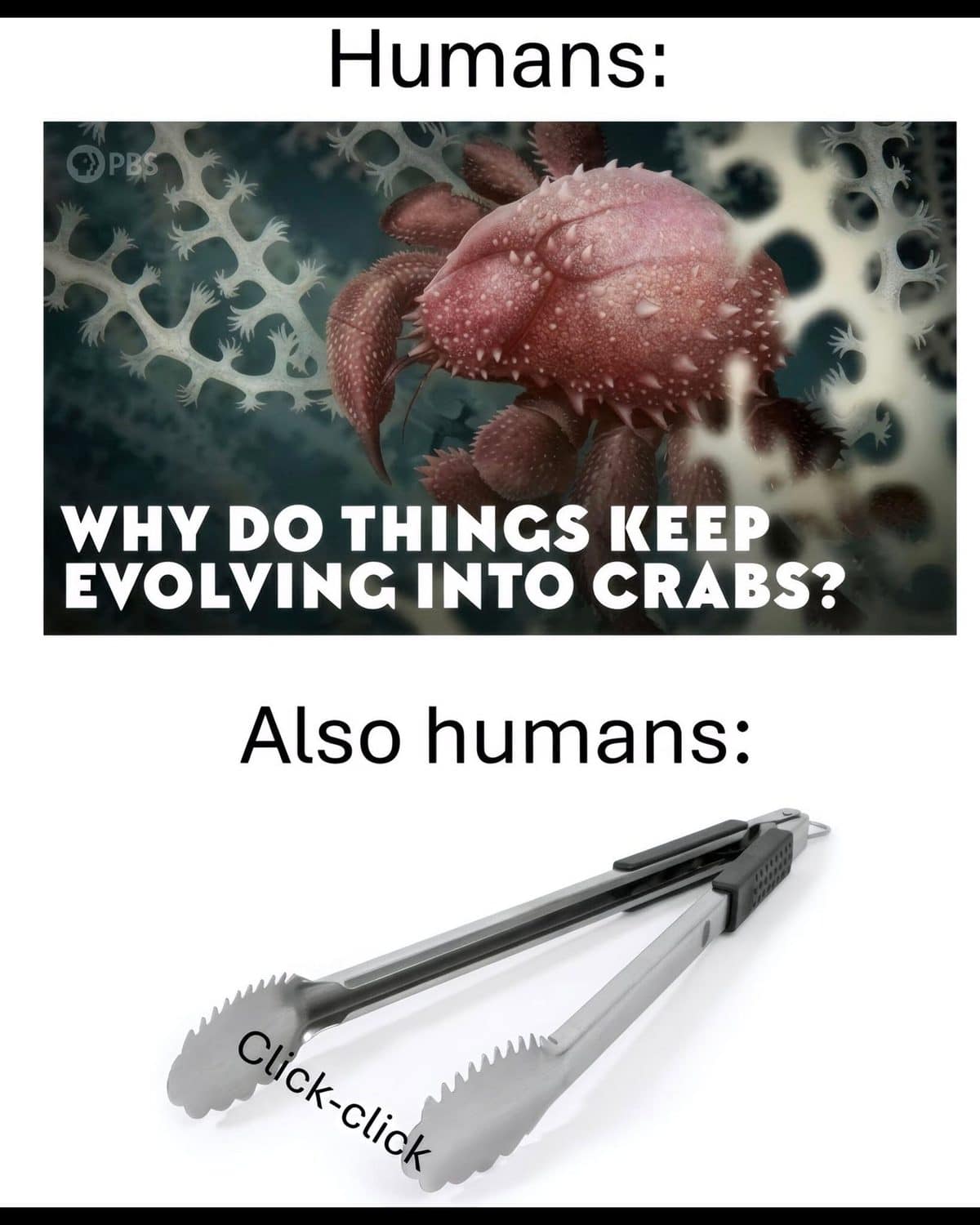 Humans asking why things keep evolving into crabs, then clicking kitchen tongs like claws