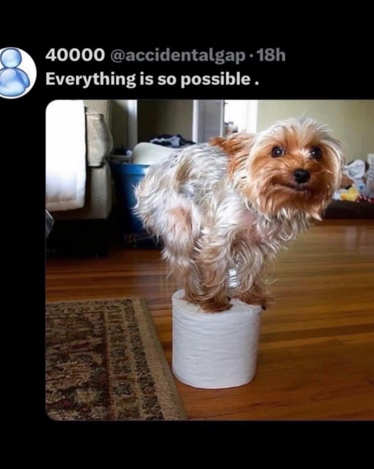 Yorkie standing on top of a toilet paper roll under the caption everything is so possible