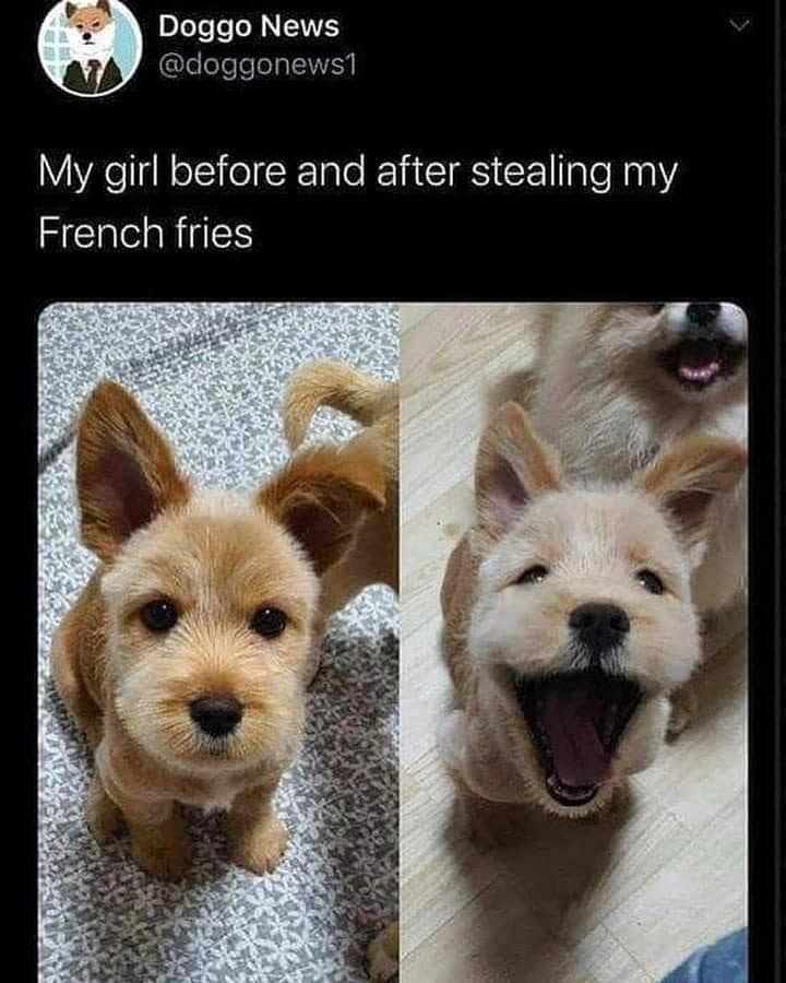 Small tan puppy looking calm, then grinning wide after stealing its owner's french fries.