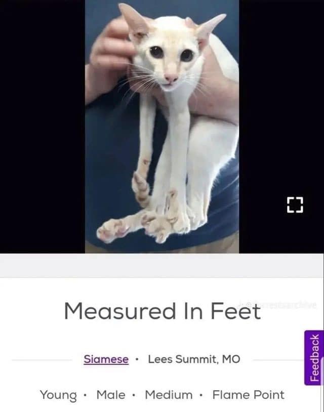 Meme dump pet listing for a very long-legged white cat named Measured In Feet.
