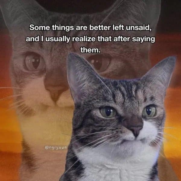Unimpressed tabby cat over a sunset, admitting some things are better left unsaid afterward.