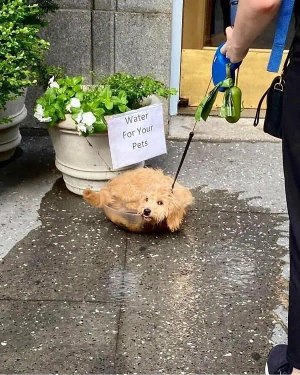 Fluffy puppy lying in a sidewalk water bowl under a Water For Your Pets sign.
