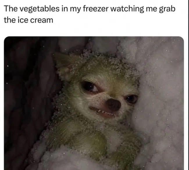 Frosty chihuahua glaring as the freezer vegetables in a meme dump about grabbing ice cream.