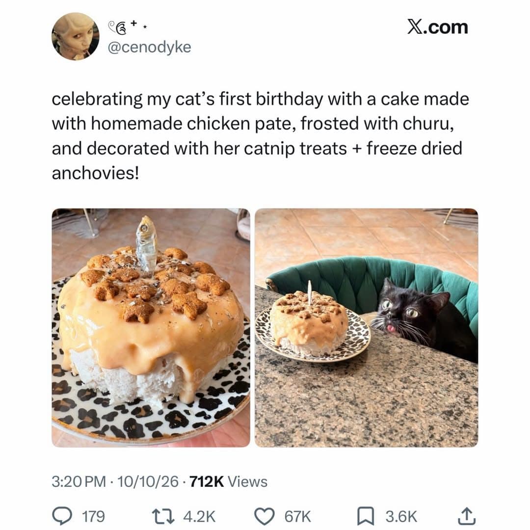 Black cat staring hungrily at a birthday cake made from chicken pate, churu and anchovies.