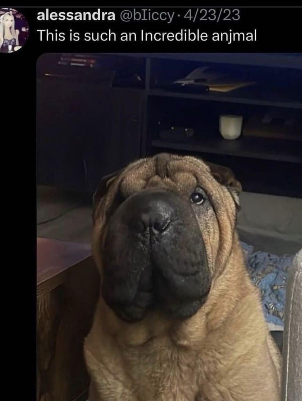 Wrinkly shar-pei staring at the camera, a meme dump star labeled an incredible animal.