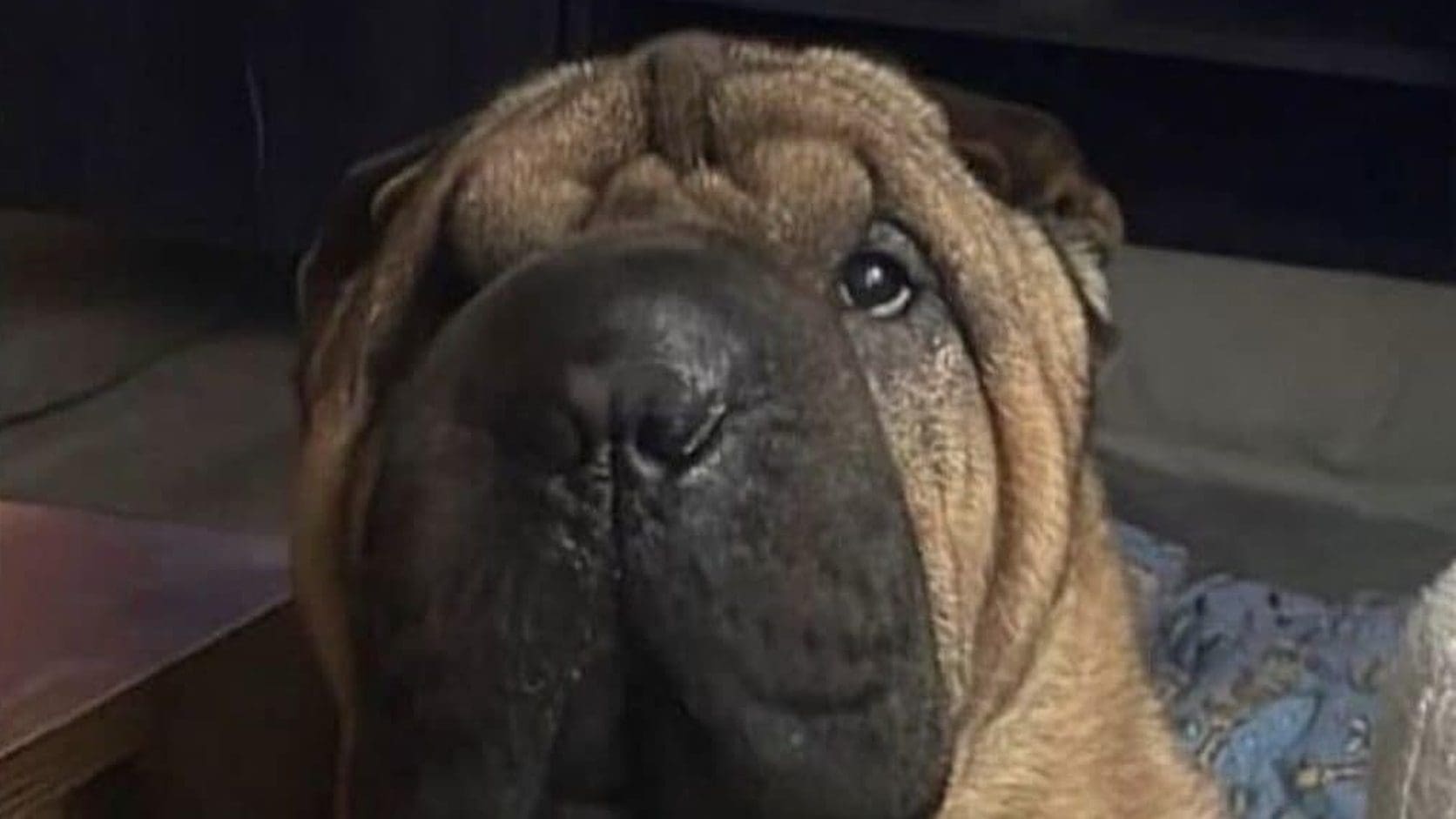 Wrinkly shar-pei dog sitting on a couch and staring at the camera with a worried face, the opener of today's meme dump.