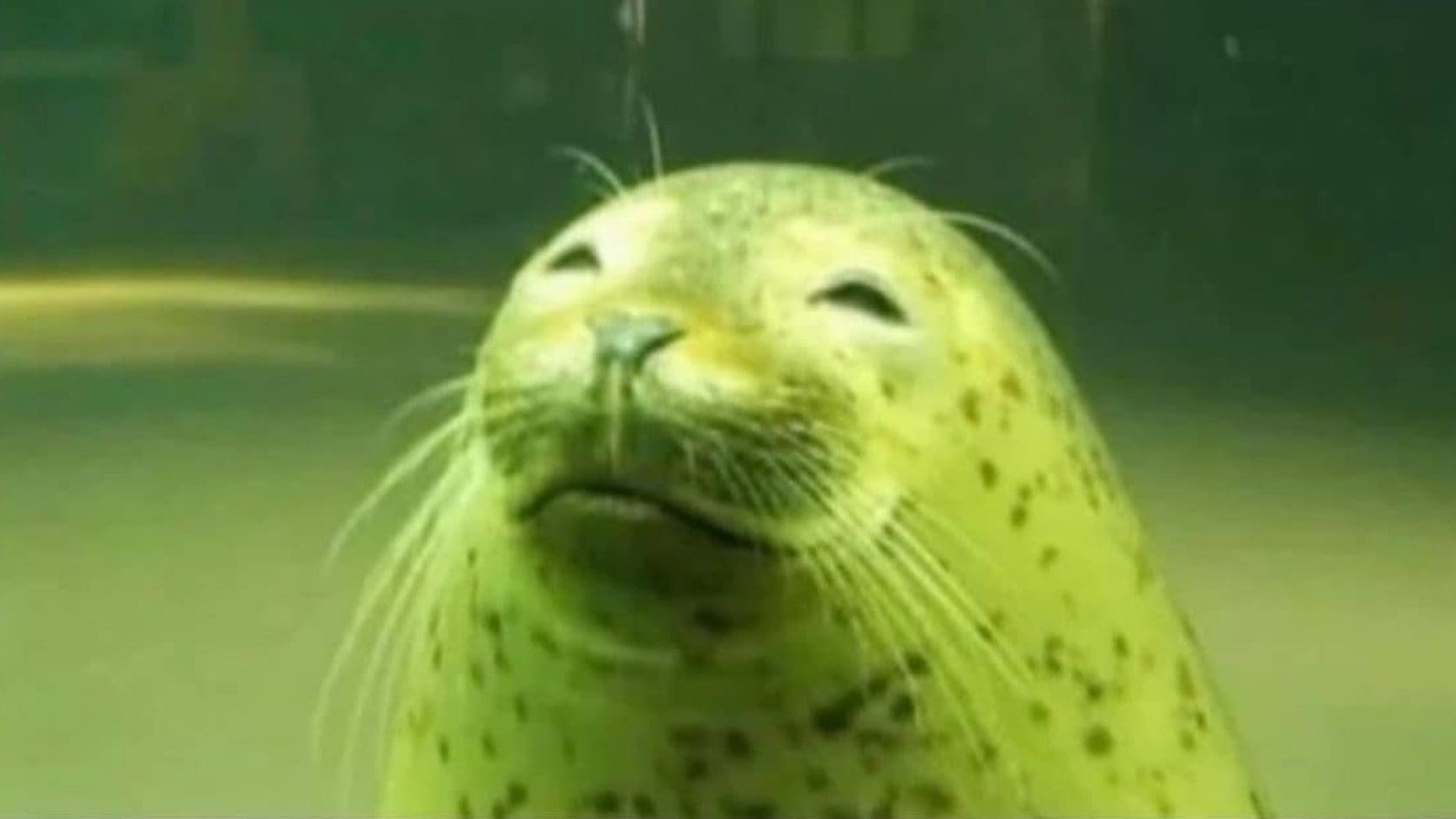 Pickled looking spotted seal smiling with its eyes closed underwater, the featured pick from today's meme dump