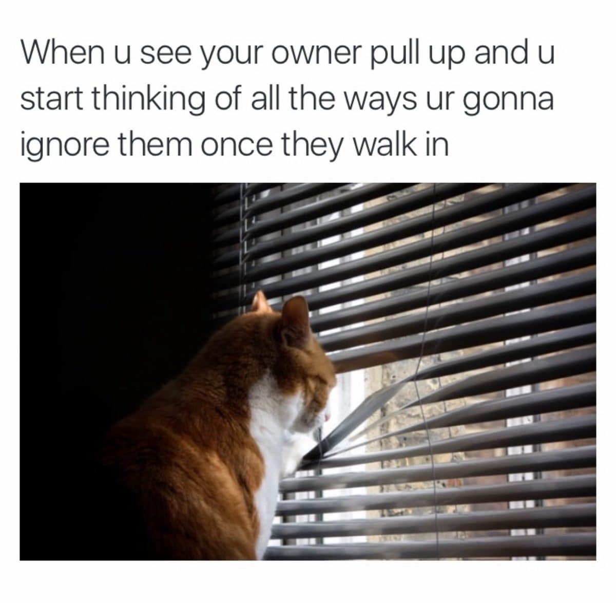 Cat peering through window blinds while planning to ignore its owner who just pulled up