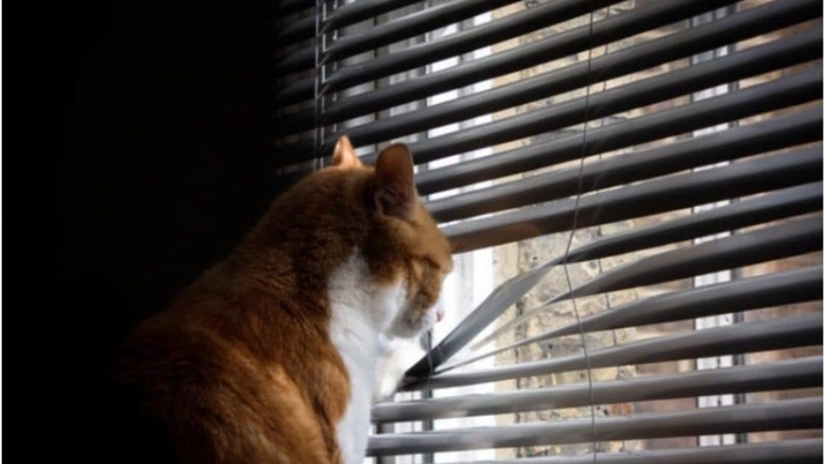 Orange and white cat peering through window blinds, plotting to ignore its owner, from today's Sunday meme dump