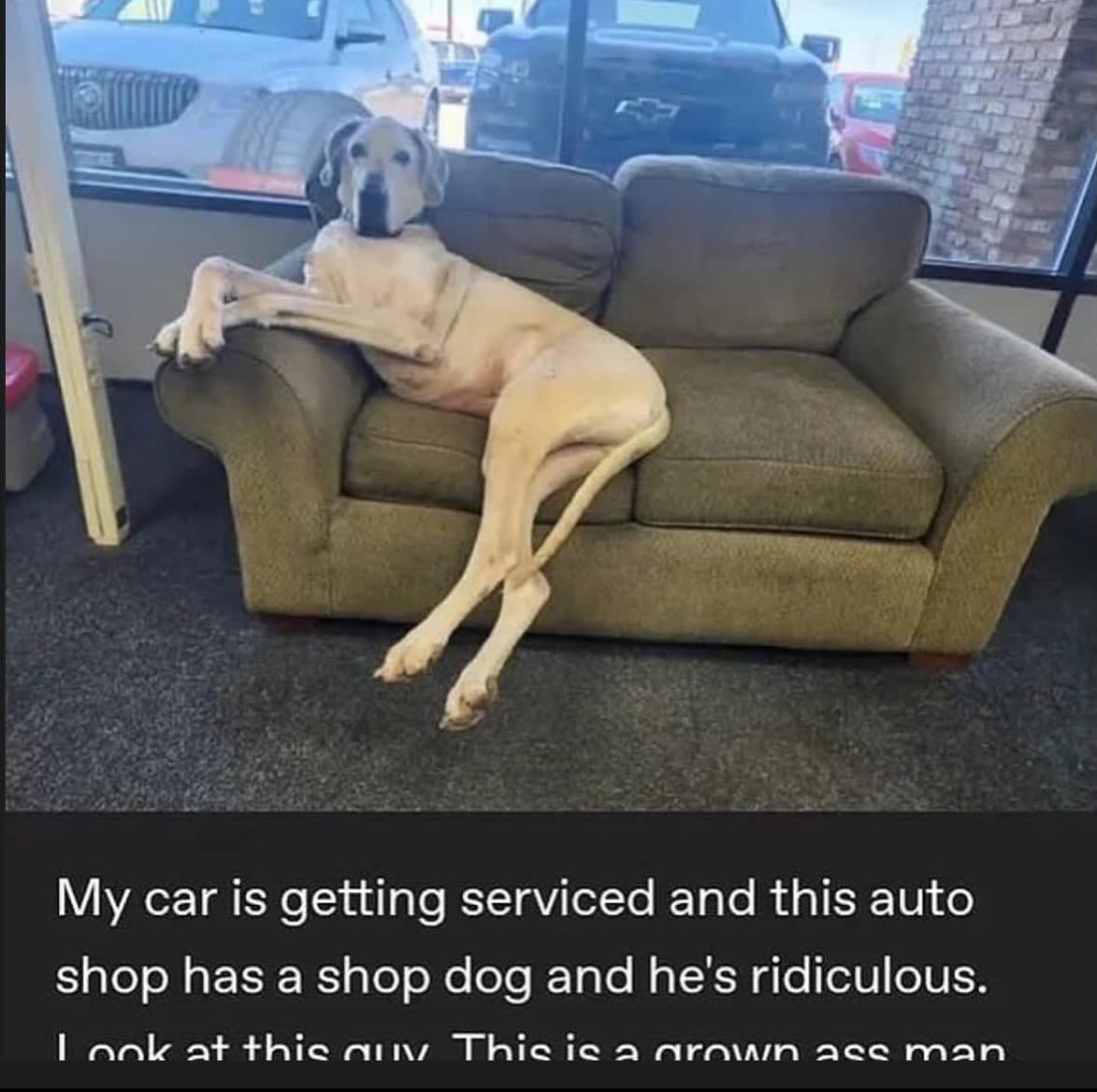 Huge shop dog lounging on a waiting room couch at an auto repair shop