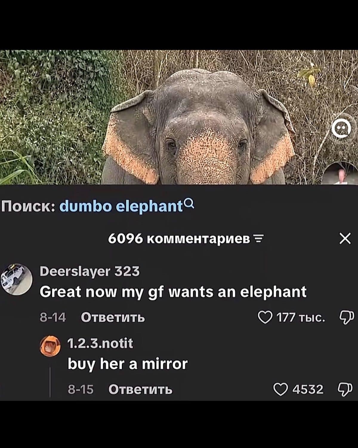 Elephant photo where a comment about a girlfriend gets a brutal mirror reply
