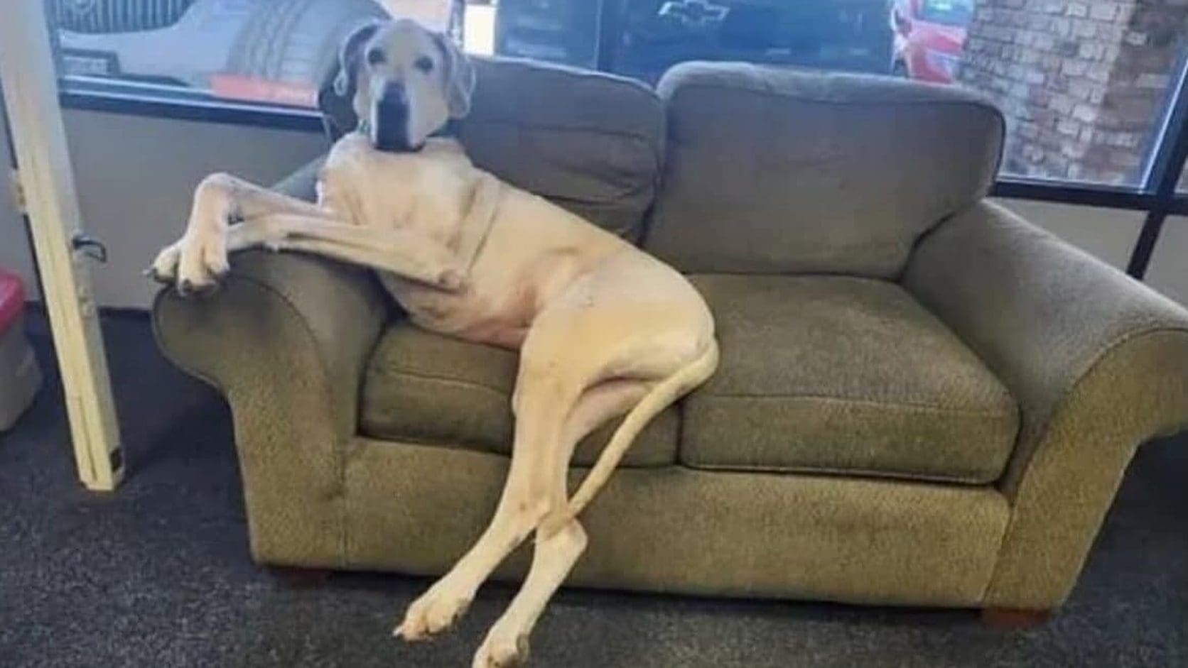 Giant tan shop dog sprawled on a waiting room couch at an auto repair shop, the cover of today's Monday meme dump