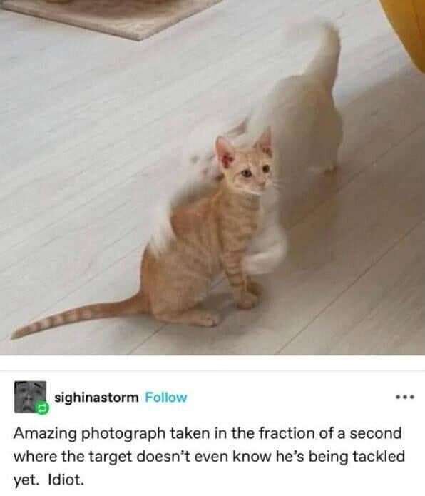 A white cat mid-pounce wraps around an unsuspecting orange kitten from behind on a wooden floor.