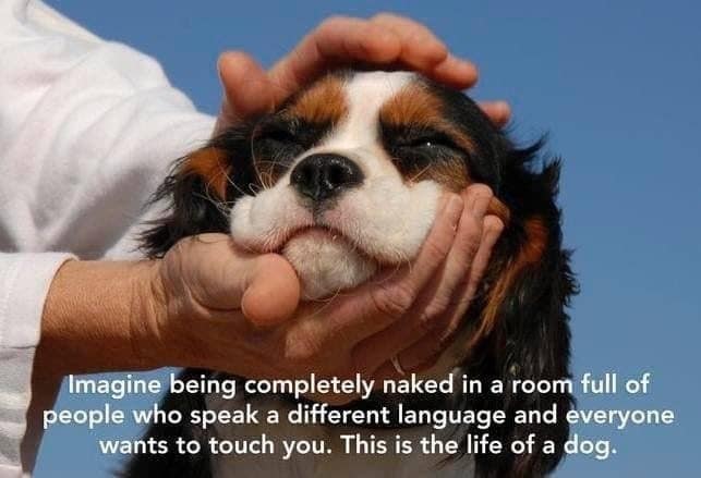 Hands cradle a smiling spaniel's face under text comparing a dog's life to a room of strangers.