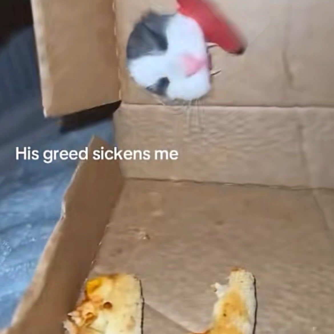 Cat poking its head out of a pizza box, captioned his greed sickens me