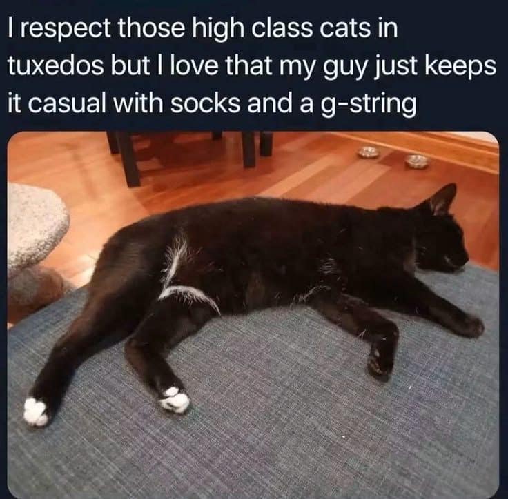 Black cat with white socks and a thin white stripe sprawled across a gray bed