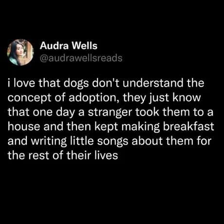 Meme dump tweet about dogs not understanding adoption, just a stranger who sings to them