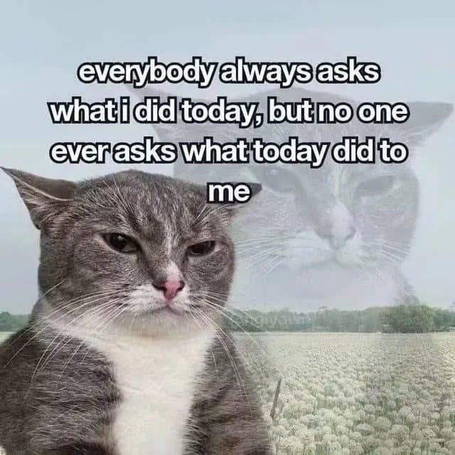 Grumpy gray cat in a field asking why nobody asks what today did to him.
