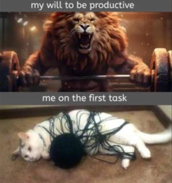 Lion lifting weights as my will to be productive, then a cat tangled in yarn
