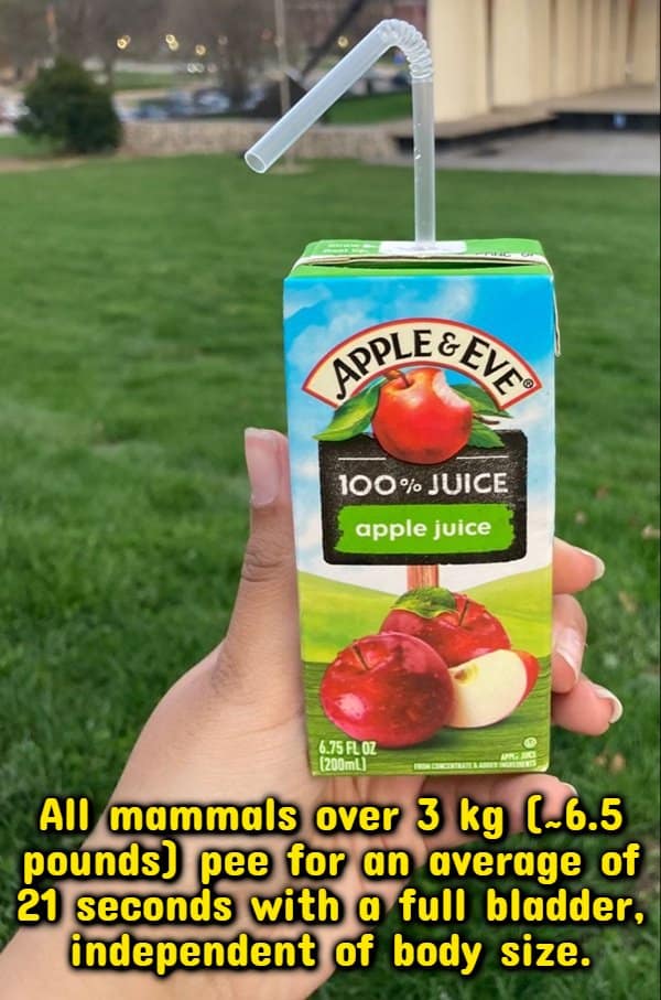 Apple juice box in hand, one of many random facts: mammals pee for 21 seconds.